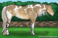 Horse Color:White Spotted Silver Buckskin Dun 