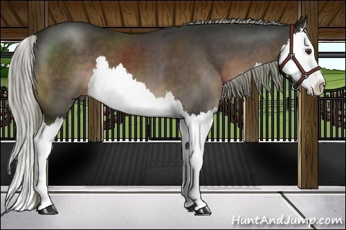 Horse Color:Liver Chestnut Splash 