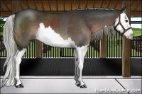 Horse Color:Liver Chestnut Splash 