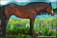 Horse Color:Brown Appaloosa