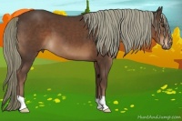 Horse Color:Liver Chestnut 