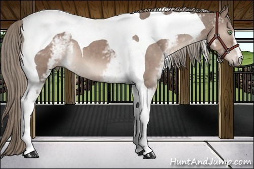 Horse Color:White Spotted Liver Red Dun Tobiano 