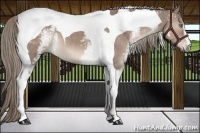 Horse Color:White Spotted Liver Red Dun Tobiano 