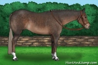 Horse Color:Liver Chestnut 