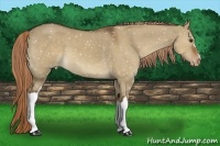 Horse Color:Liver Red Dun Appaloosa 