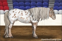 Horse Color:Chestnut Appaloosa