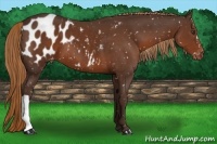 Horse Color:Liver Chestnut Appaloosa