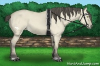 Horse Color:Buckskin Dun 