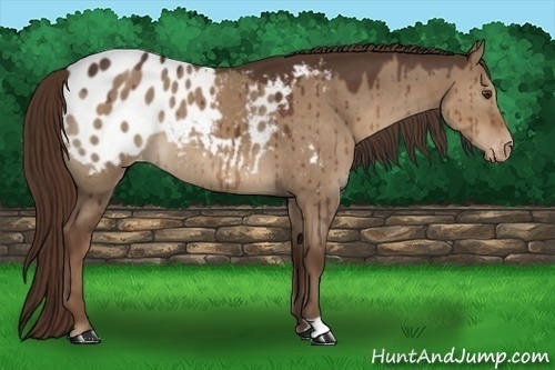 Horse Color:Liver Red Dun Appaloosa 