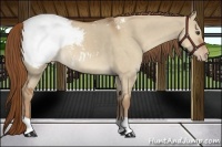 Horse Color:Red Dun Appaloosa 