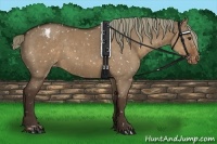 Horse Color:Liver Red Dun Appaloosa 