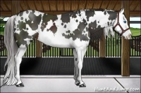 Horse Color:White Spotted Liver Chestnut Splash 