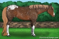Horse Color:Liver Chestnut Appaloosa 