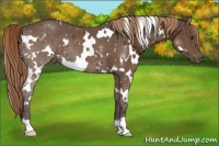 Horse Color:White Spotted Liver Chestnut 