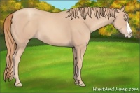Horse Color:Gold Champagne Splash 