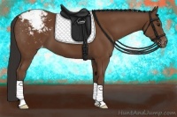 Horse Color:Bay Appaloosa 