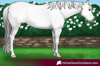 Horse Color:Gray Liver Chestnut Ice Sabino Blanket