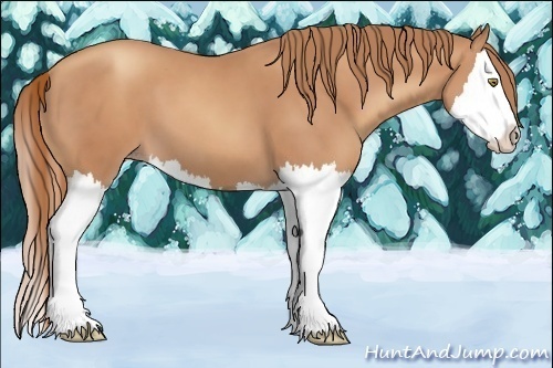 Horse Color:Gold Champagne Splash 
