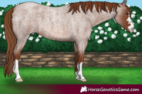 Horse Color:Red Roan 