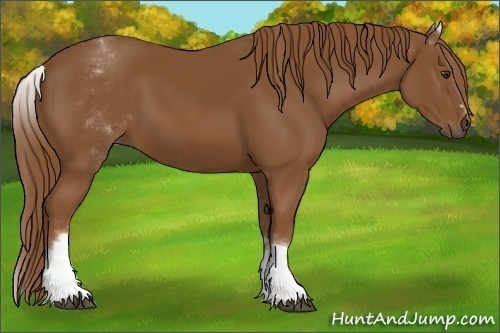 Horse Color:White Spotted Chestnut Sabino 