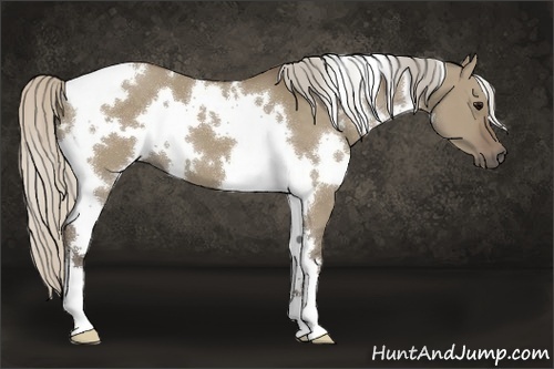 Horse Color:White Spotted Silver Grullo 