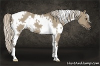 Horse Color:White Spotted Silver Grullo 