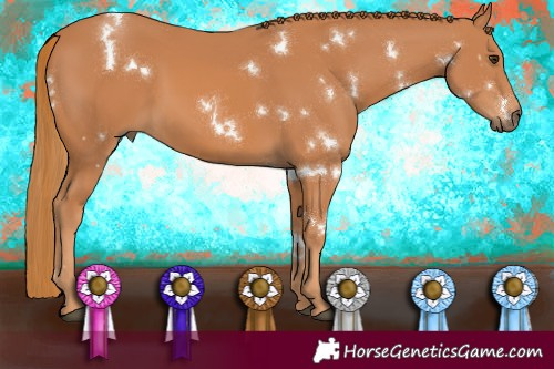 Horse Color:White Spotted Chestnut 