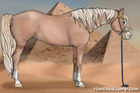 Horse Color:Gold Champagne Splash 