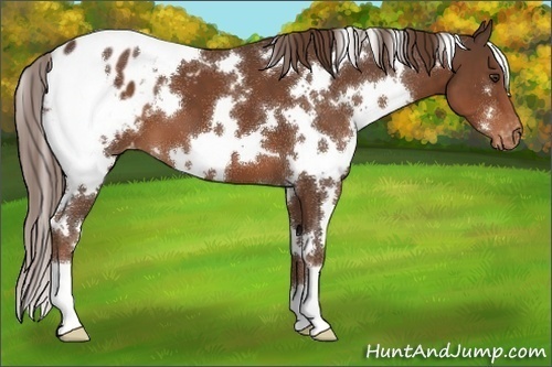Horse Color:White Spotted Liver Chestnut Appaloosa