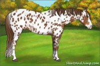 Horse Color:White Spotted Liver Chestnut Splash Appaloosa 