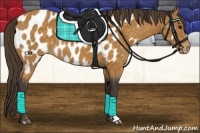 Horse Color:Buckskin Appaloosa