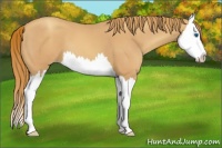 Horse Color:Gold Champagne Splash 