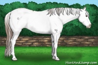 Horse Color:Liver Red Dun Sabino Splash Appaloosa 