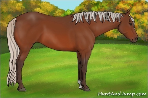 Horse Color:Silver Bay 
