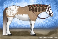 Horse Color:Bay Dun Splash Appaloosa