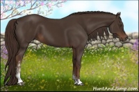 Horse Color:Liver Chestnut Sabino