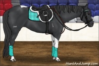 Horse Color:Black Tobiano 