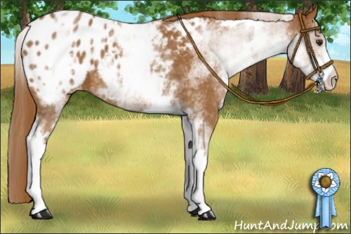 Horse Color:White Spotted Chestnut Blanket 
