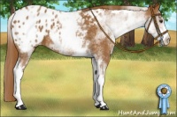 Horse Color:White Spotted Chestnut Appaloosa 
