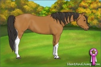 Horse Color:Bay Tobiano 