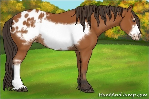 Horse Color:Bay Frame Appaloosa 
