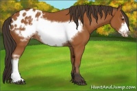 Horse Color:Bay Frame Appaloosa