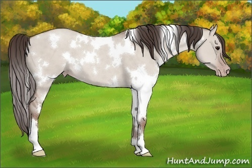 Horse Color:White Spotted Classic Champagne Dun 