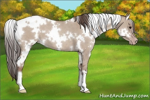 Horse Color:White Spotted Classic Champagne Dun