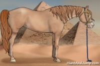 Horse Color:Gold Champagne Splash