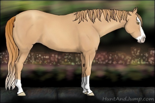 Horse Color:Gold Champagne Splash 