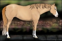 Horse Color:Gold Champagne Splash 