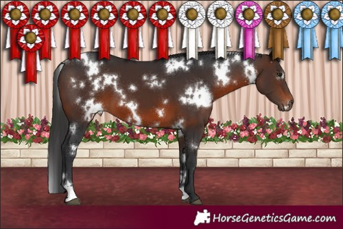 Horse Color:White Spotted Brown 
