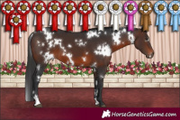 Horse Color:White Spotted Brown 