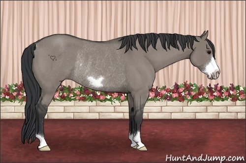 Horse Color:Grullo Roan Frame Rabicano 